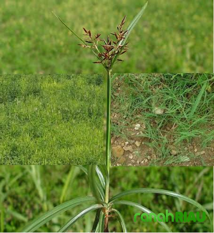 Puisi tentang Gulma: Mantra dalam Gulma, karya Galuh Duti